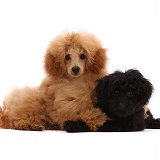 Red toy Poodle and black Cavapoo puppy