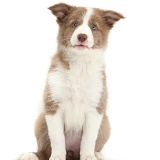 Lilac Border Collie pup
