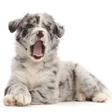 Yawning Border Collie puppy, lying head up and paws crossed
