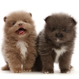 Two Pomeranian puppies standing together