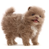 Pomeranian puppy standing, mouth open