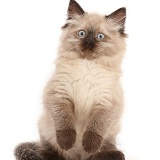 Ragdoll-cross kitten, making a funny face