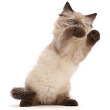 Ragdoll-cross kitten, standing up with raised paws like boxing