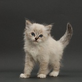 Ragdoll-cross kitten, standing on grey background