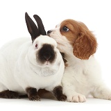 Blenheim Cavalier King Charles puppy and Sable-point rabbit