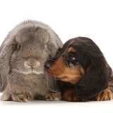 Black-and-tan Dachshund puppy with grey Lop rabbit