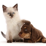 Kitten with Chocolate-and-tan Dachshund puppy