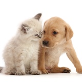 Yellow Labrador Retriever puppy and Ragdoll-cross kitten
