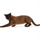Brown Burmese cat, prowling and looking furtively around