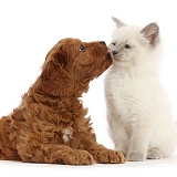 Red Cavapoo puppy and Ragdoll cross kitten