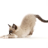 Ragdoll-cross kitten, stretching