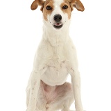 Orange-and-white Jack Russell Terrier