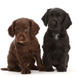 Black and Chocolate Cocker Spaniel pups