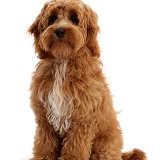 Orange Cockapoo pup, 4 months old, sitting