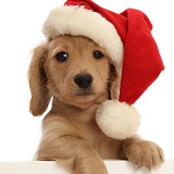 Cream Dachshund puppy wearing a Santa hat