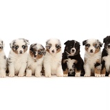 Eleven Miniature American Shepherd puppies 01