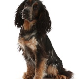 Blue Roan Tricolour Cocker Spaniel, sitting