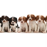 Seven Cavalier puppies, 6 weeks old, sitting in a row