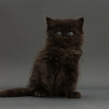 Black Ragdoll-cross kitten, sitting on grey background