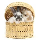 Baby bunnies in a wicker basket