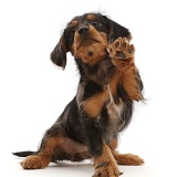 Dachshund x Yorkie puppy, waving