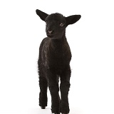 Suffolk lamb, 10 days old