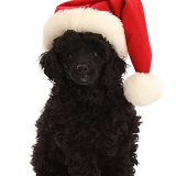 Black Poodle puppy, 8 weeks old, wearing a Santa hat