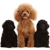 Apricot mother poodle with two black pups
