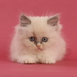Persian cross kitten, 7 weeks old, on pink background