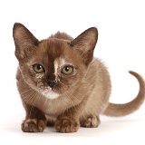 Brown tortoiseshell Burmese kitten, crouching