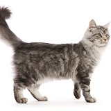 Silver tabby kitten walking