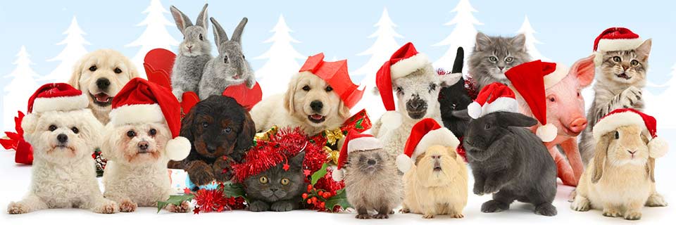 Pets at Christmas