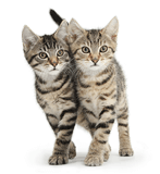 Tabby kittens walking in unison