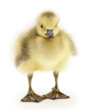 Cute Canada Goose gosling