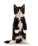 Black-and-white kitten standing like a meerkat