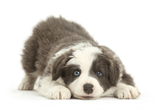 Border Collie puppy in play-bow