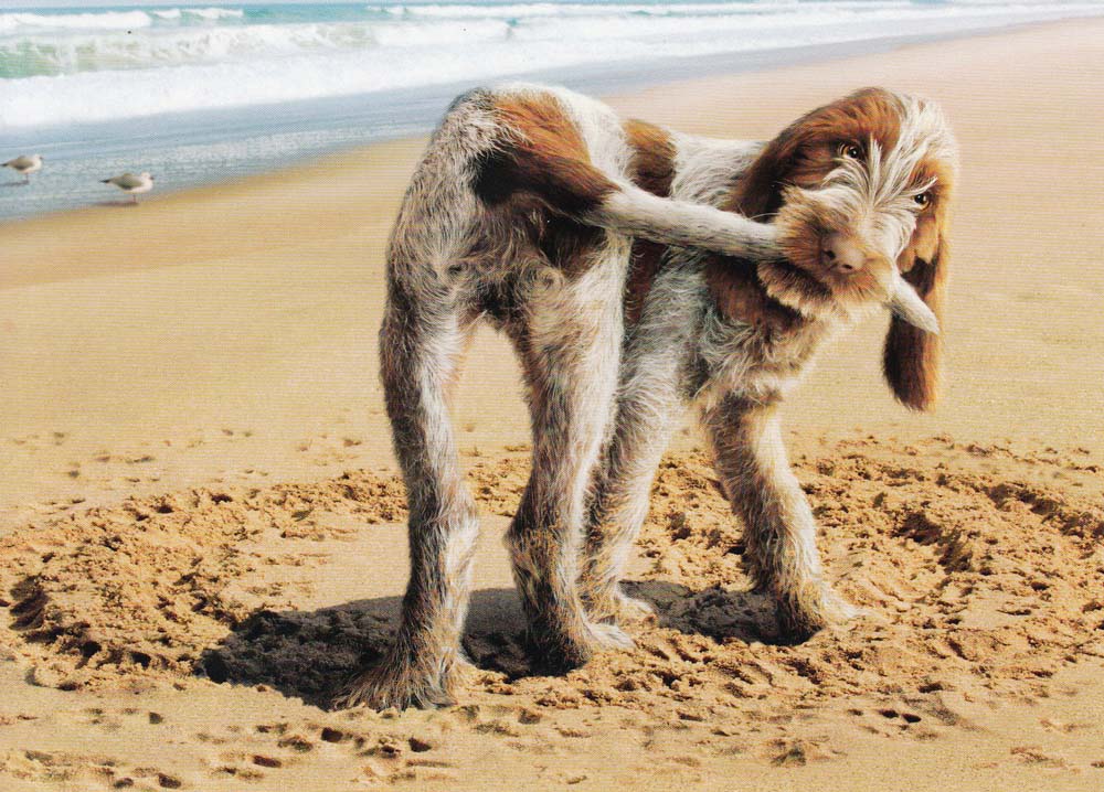 Brown Roan Italian Spinone pup, Riley, 13 weeks old, chasing and catching his tail, white background
