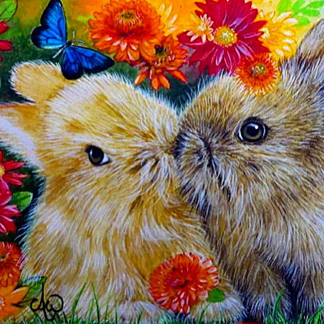 Two cute baby Lionhead-cross bunny rabbits kissing, white background