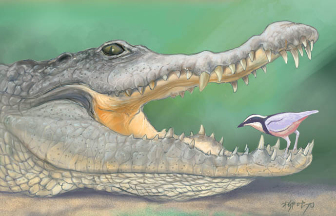 Nile Crocodile (Crocodylus niloticus) with Egyptian Plover or Crocodile Bird (Pluvianus aegyptius) - digital reconstruction of popular myth attributed to Herodotus, 5th Century BC.  Africa