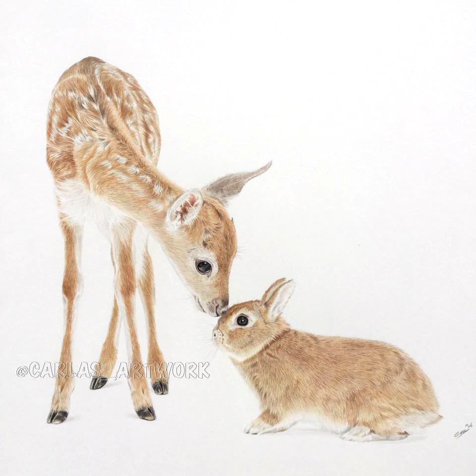 Fallow Deer (Dama dama) fawn and Sandy Netherland-cross rabbit, Peter, white background