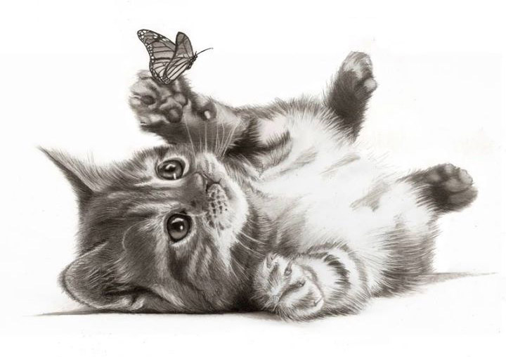 British shorthair red tabby kitten rolling over on its back, white background