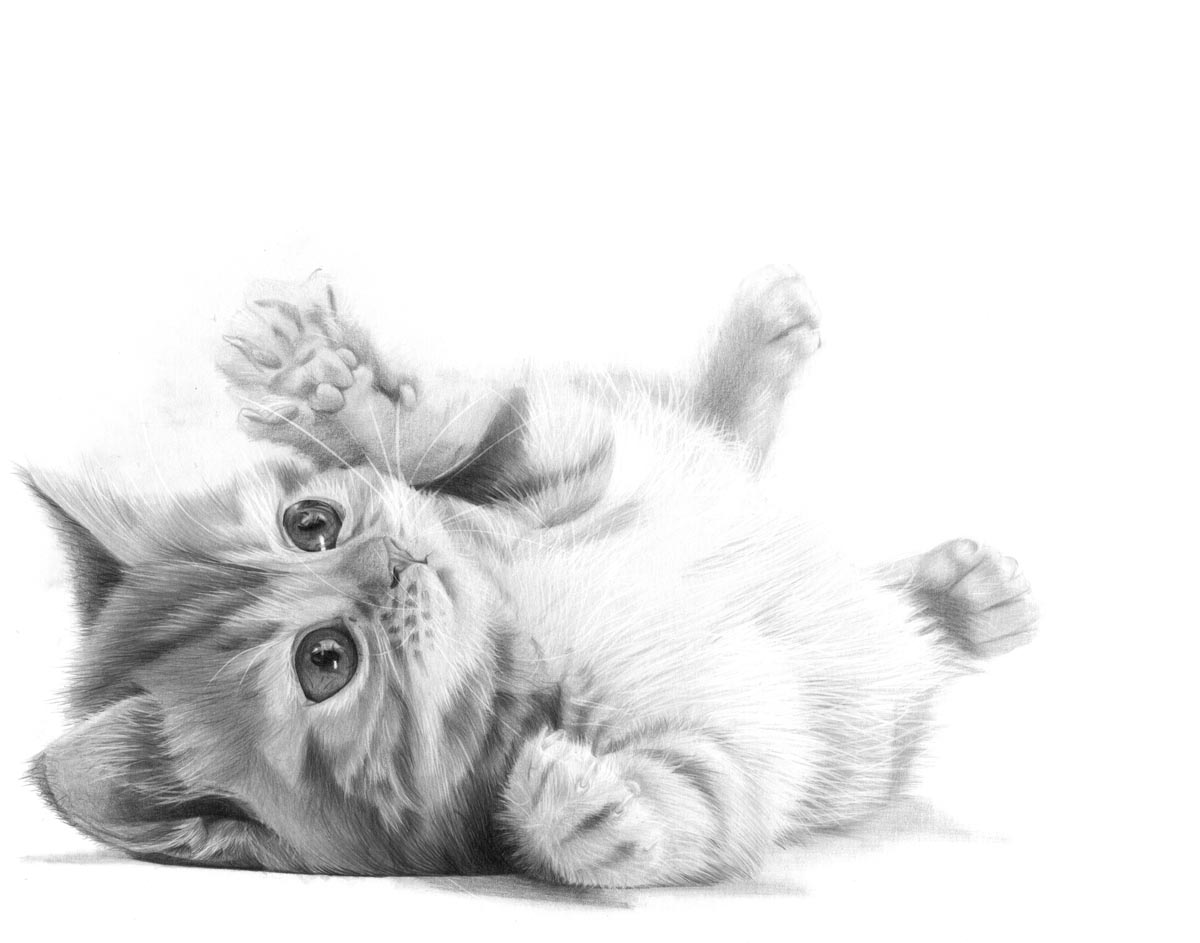 British shorthair red tabby kitten rolling over on its back, white background