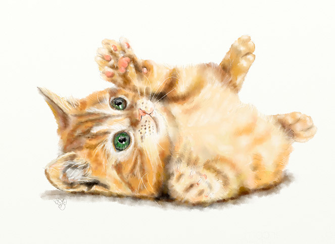 British shorthair red tabby kitten rolling over on its back, white background