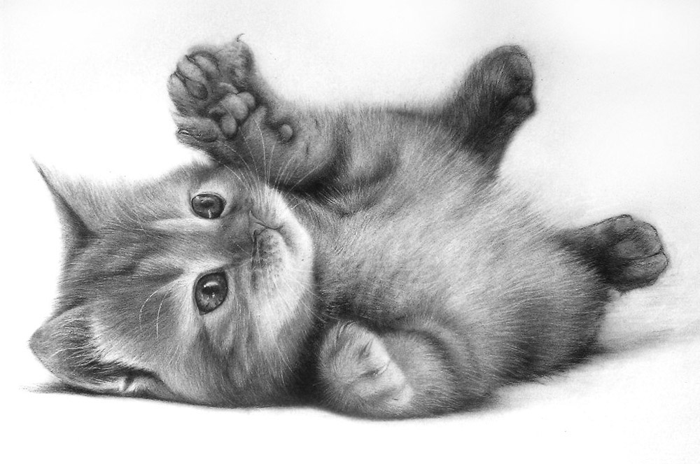 British shorthair red tabby kitten rolling over on its back, white background