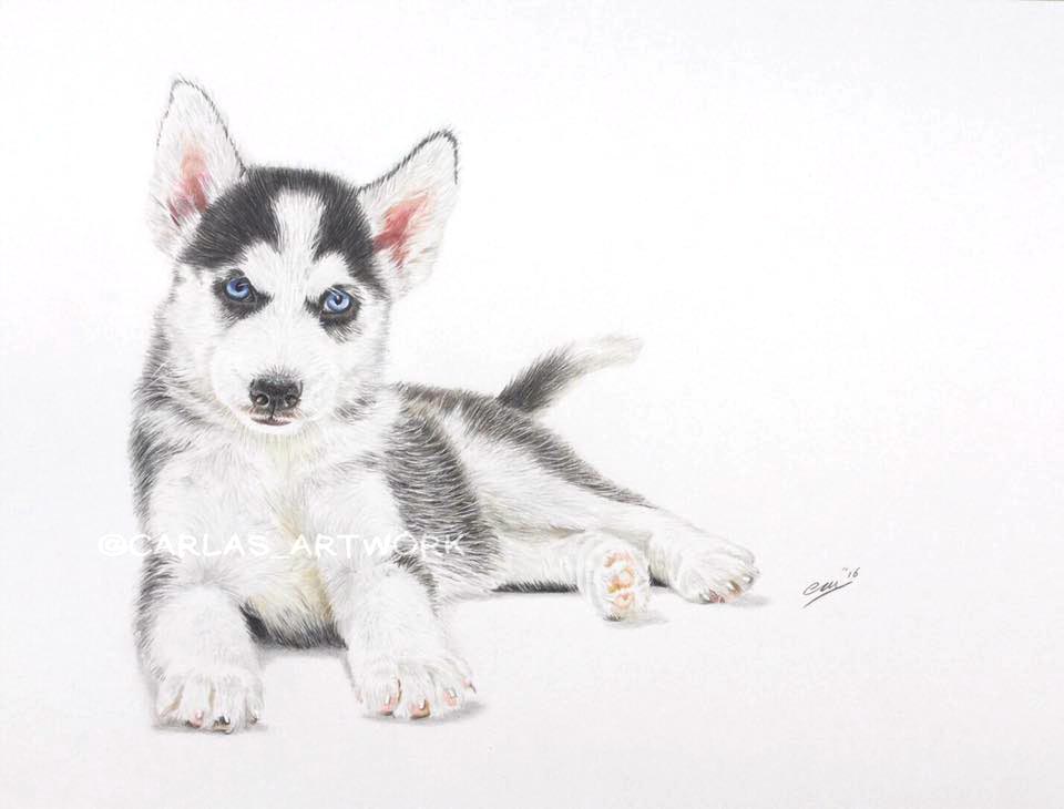 Siberian Husky pup, 6 weeks old, lying with head up, white background