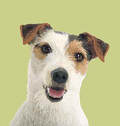 Working Jack Russell Terrier bitch, white background