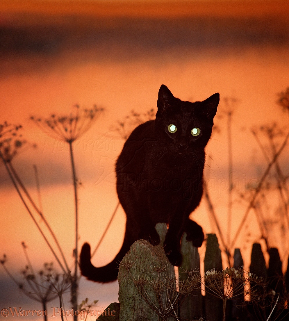 Black cat glowing eyes