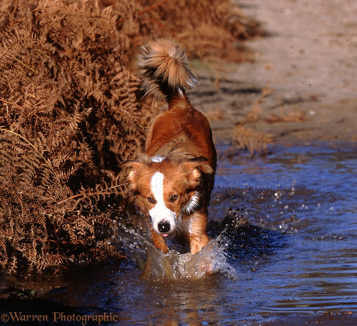 Border Collie Running In The Water Fleece Throw coperta, Fuzzy