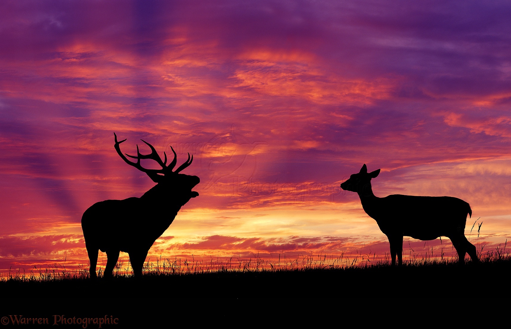 Red Deer at sunset photo WP04049