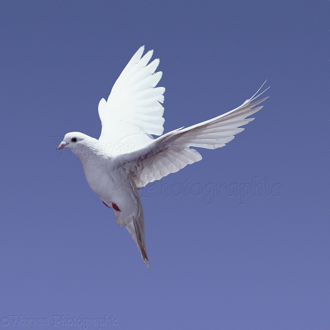 White pigeon in flight series - 3 of 7 photo WP06616